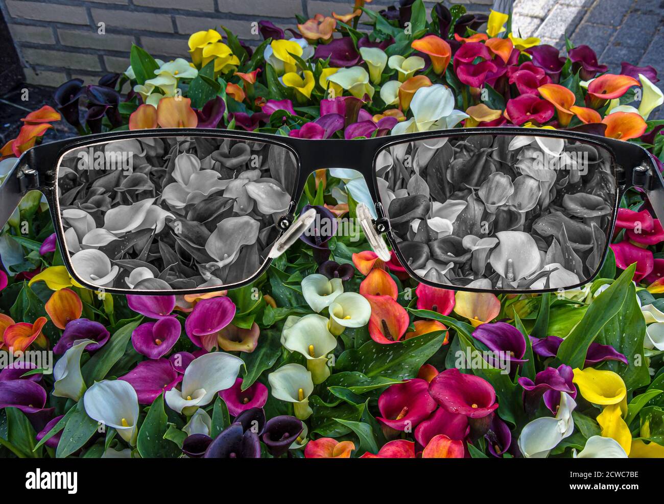 Gebleichte Ansicht von Calla Lilien in Gläsern vor buntem Hintergrund. Weltwahrnehmung während der Depression. Medizinischer Zustand. Gesundheit und Krankheit conce Stockfoto