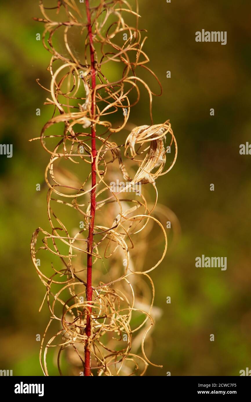 Eine wilde Blume, Gras, Exemplar, mit rotem Stiel im Spätsommer mit der Sonne scheint auf den lockigen Wedeln Stockfoto