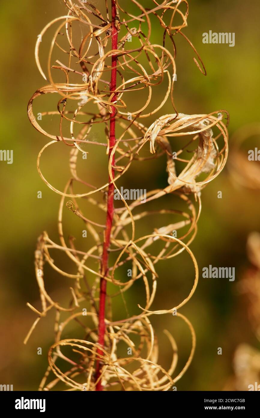 Eine wilde Blume, Gras, Exemplar, mit rotem Stiel im Spätsommer mit der Sonne scheint auf den lockigen Wedeln Stockfoto