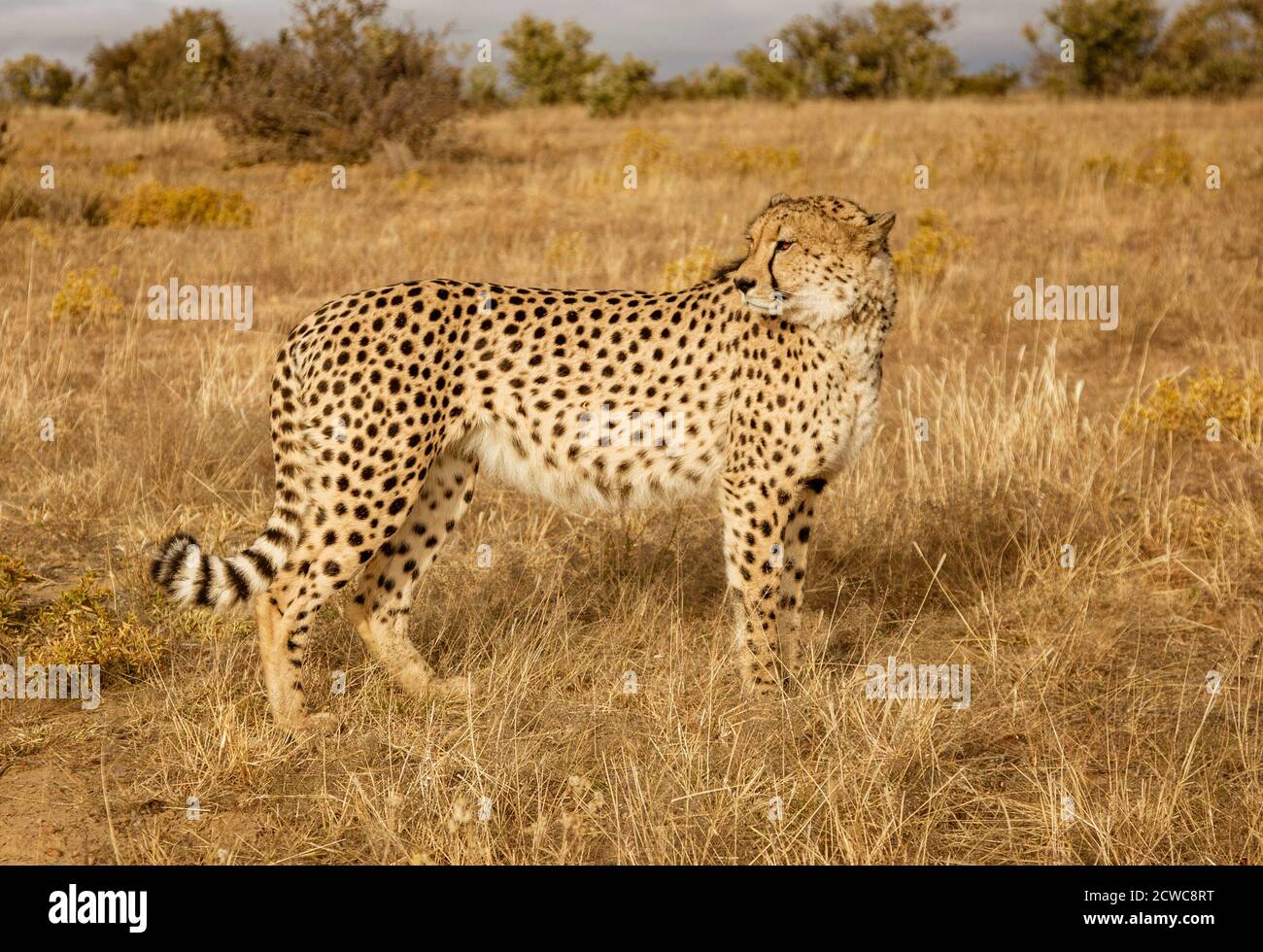 Nach Geparden Spaziergänge unter Kurzes, trockenes Gras in Namibia Stockfoto