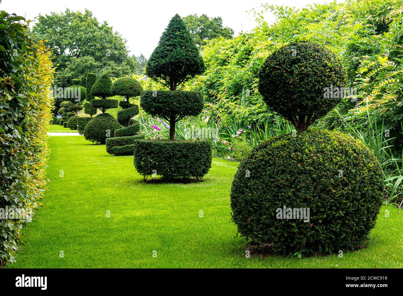 Topiary Avenue Common Eibe (Taxus baccata) lebende Architektur in einem formalen Garten. Immergrüne Sträucher & Bäume in komplizierte oder stilisierte Formen & Formen Stockfoto