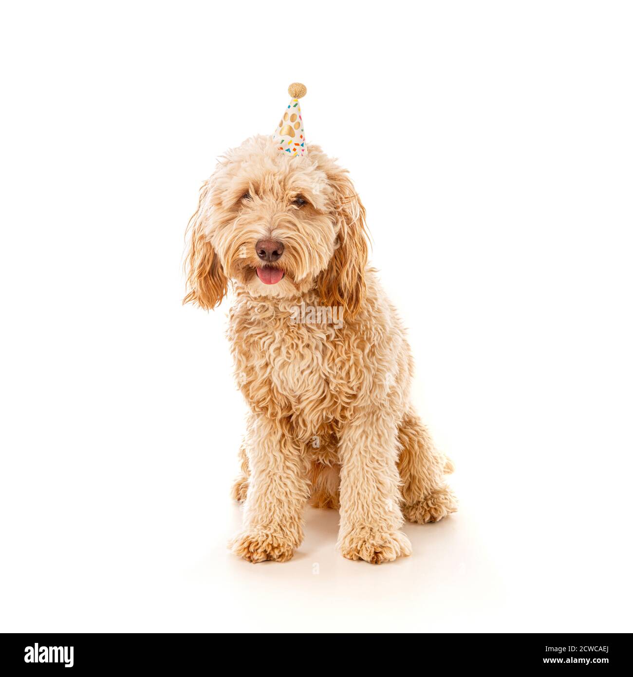 Cockapoo Hund trägt kleine konische Party Hut auf weißem Hintergrund mit Kopierer Platz. Stockfoto