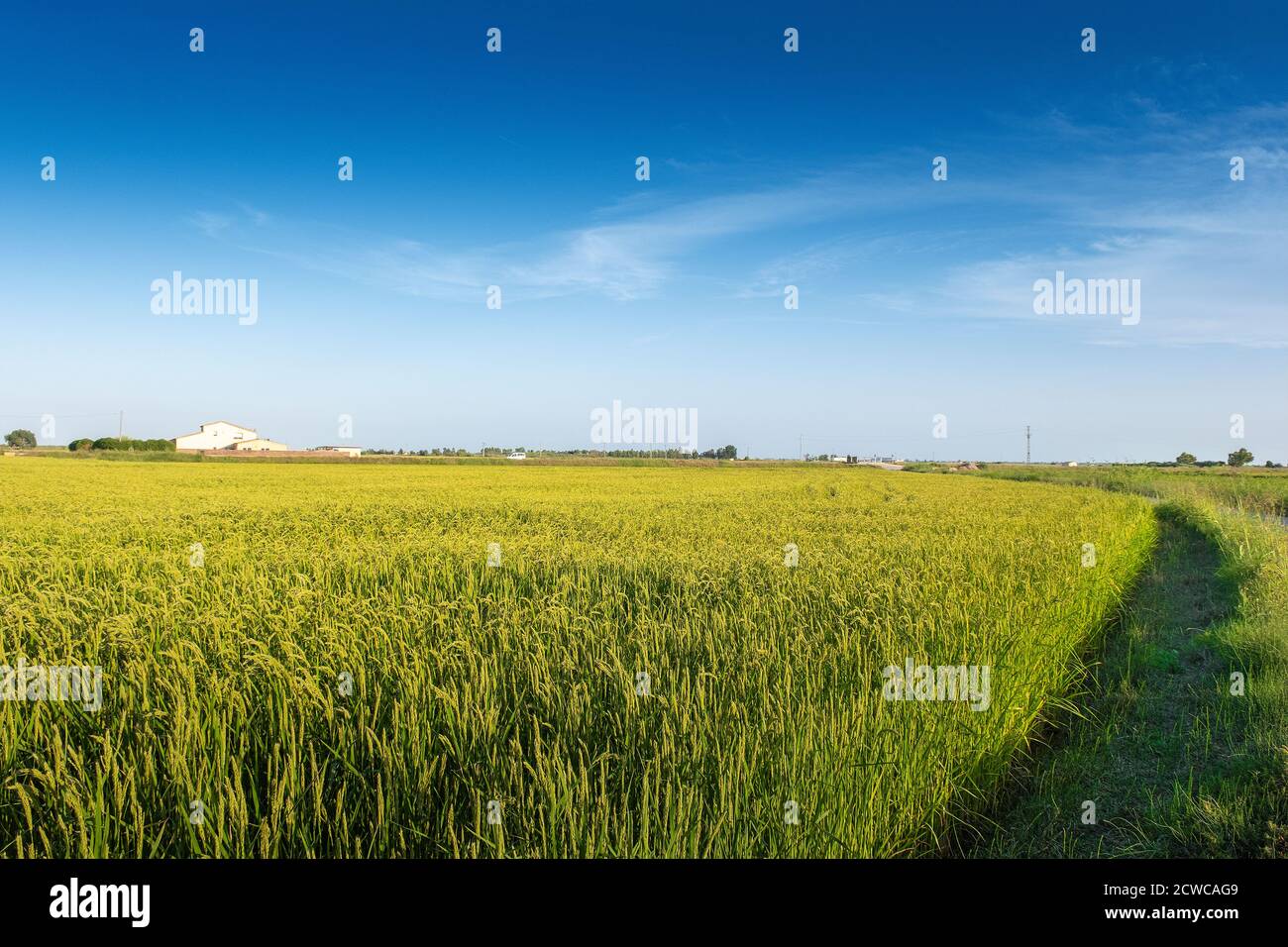 Paddy Feld vor einem blauen Himmel. Leerer Kopierraum für den Text des Editors. Stockfoto