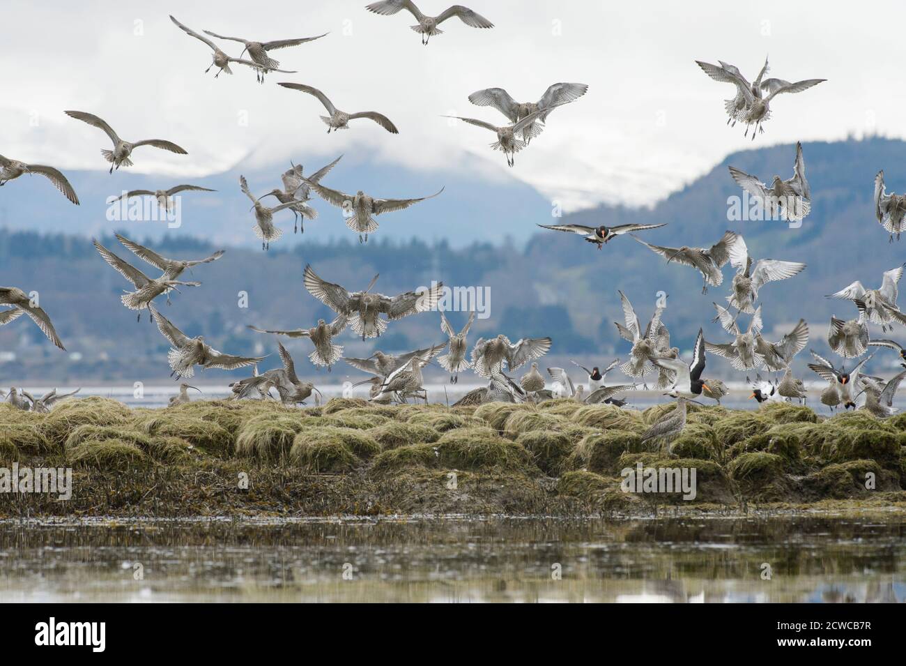 Curlew (Numenius arquata) und Austernfischer (Haematopus ostralegus) roosting auf Salzwiesen. Cromarty Firth, Schottland, April 2015 Stockfoto