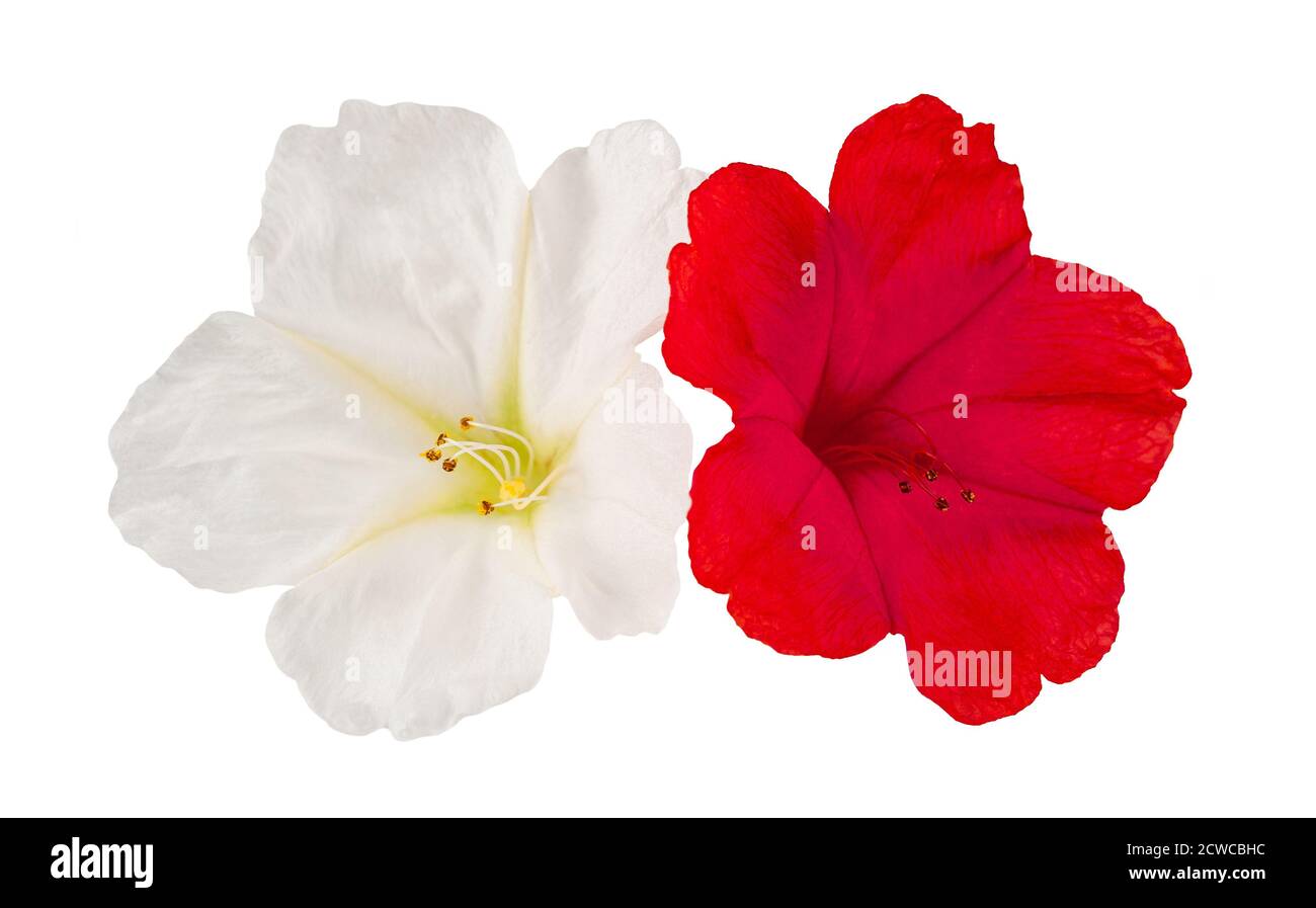 Vier Uhr Blumen isoliert auf weißem Hintergrund Stockfoto