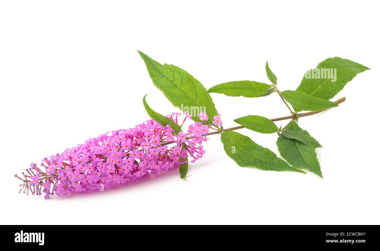 Buddleja Blumen isoliert auf weißem Hintergrund Stockfoto