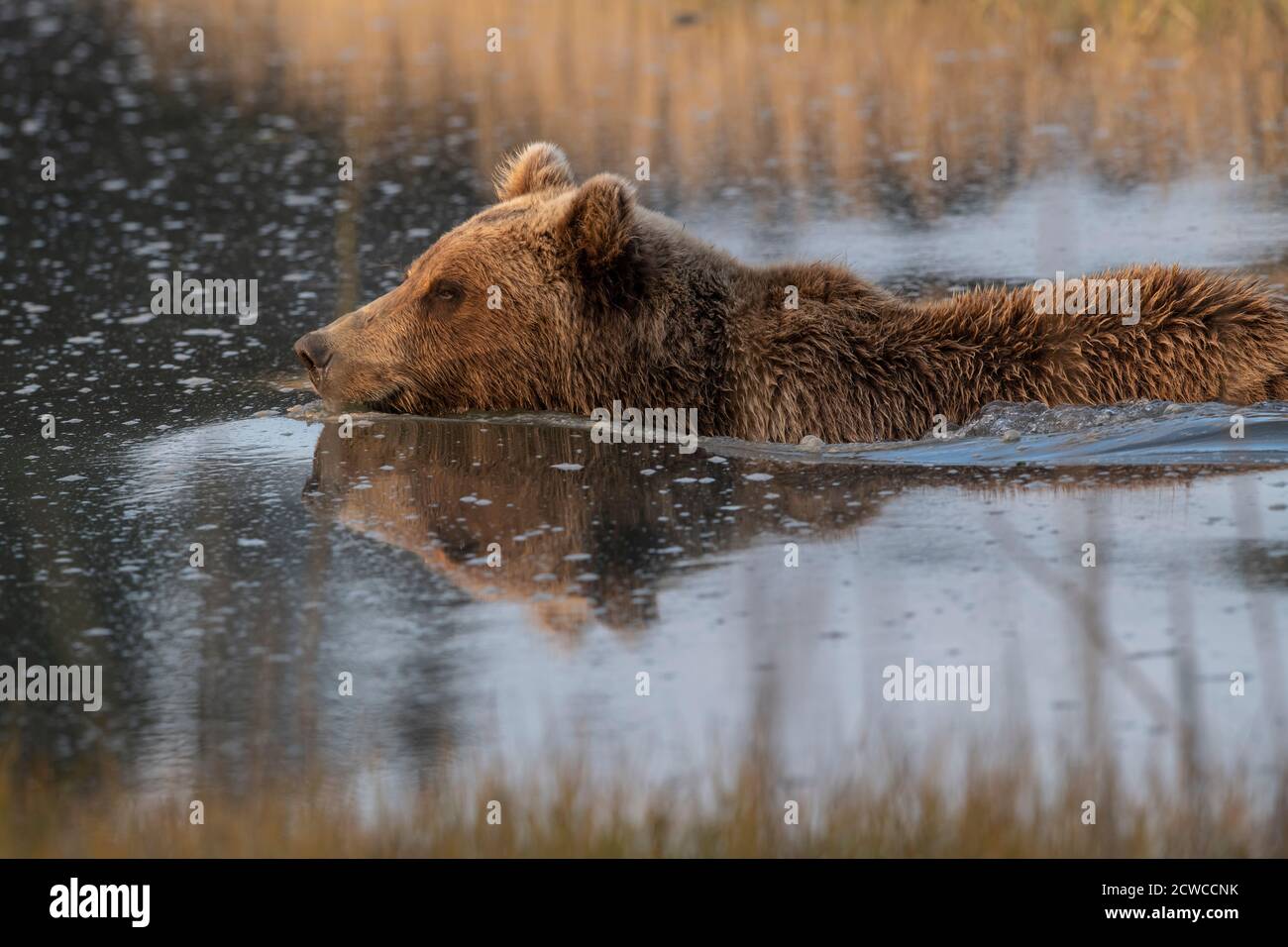 Alaskan Küste Braunbär Stockfoto