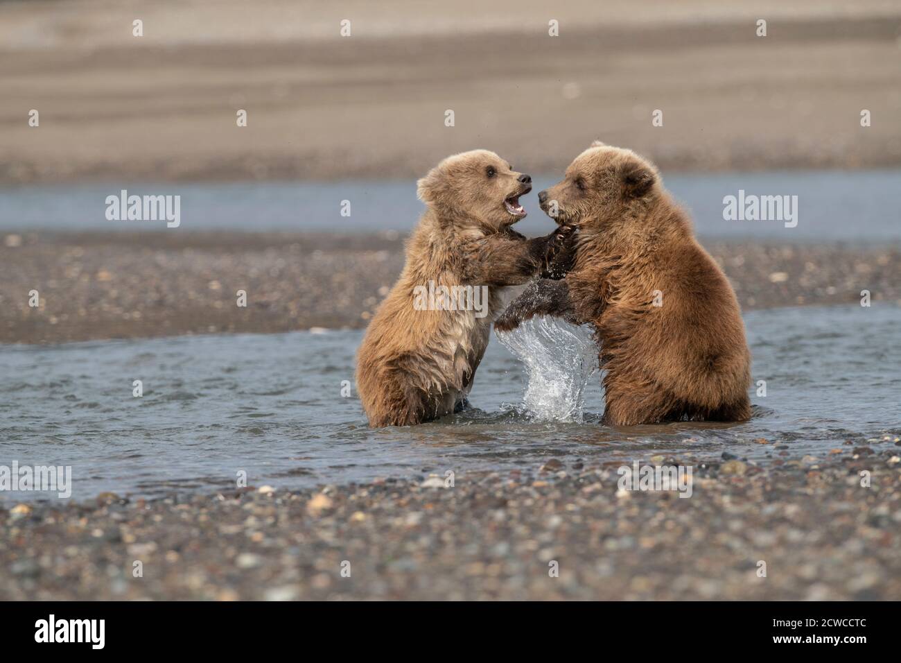 Alaskan Küste Braunbär Stockfoto