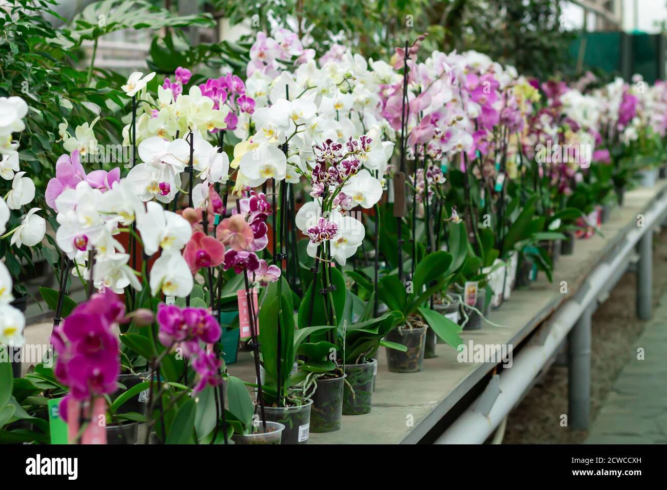Eingetopfte Orchideen auf der Theke im Laden. Phalaenopsis Blüten in verschiedenen Farben Stockfoto