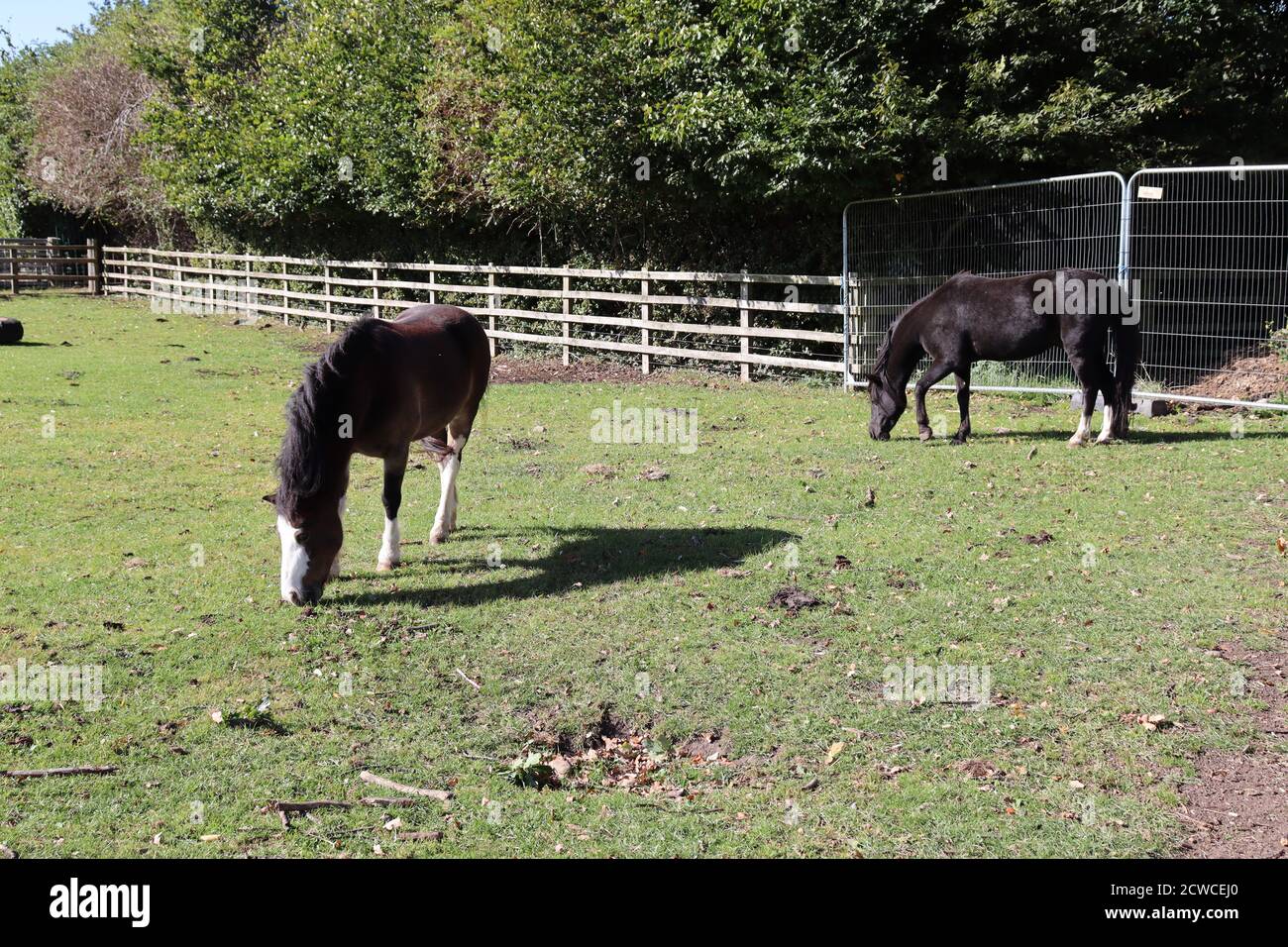 Zwei große Pferde grasen und füttern auf dem Feld auf Ackerland. Stockfoto