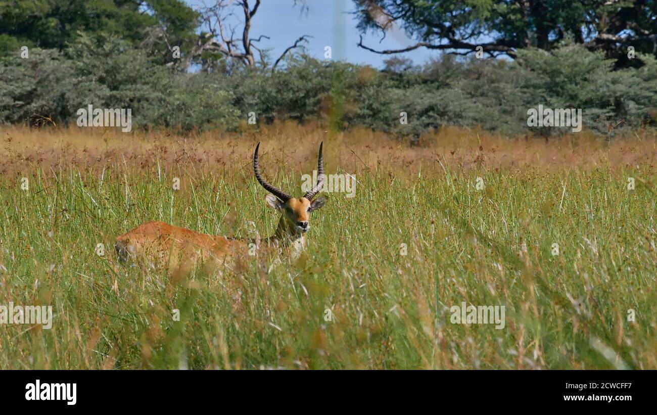 Einzelne Lechwe-Antilope (kobus leche, rote Lechwe, südliche Lechwe) versteckt im hohen Gras in der Nähe des Kwando Flusses, Bwabwata Nationalpark, Caprivi Strip. Stockfoto