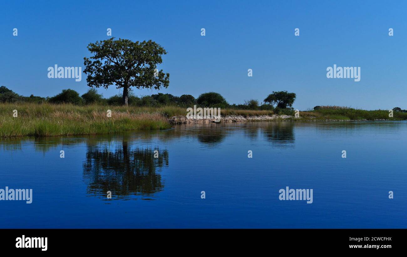 Ein einziger großer Kigelia Baum (Kigelia africana, Wurstbaum) wächst am Ufer des Kwando Flusses im Wasser reflektiert, Bwabwata National Park, Namibia. Stockfoto