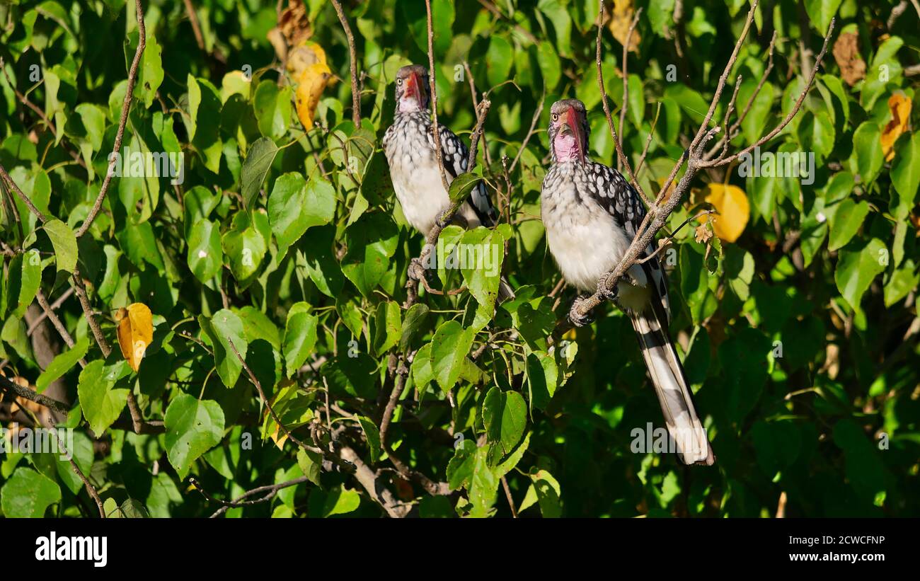 Lustiges Bild von zwei synchron aussehenden südlichen Rotschnabelvögeln (tockus rufirostris) mit strengem Blick in einem Baum sitzend, Botswana. Stockfoto