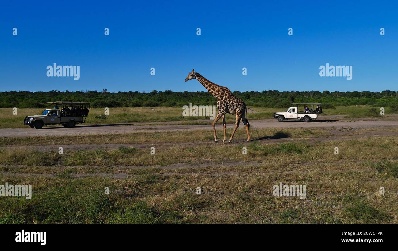 Chobe National Park, Kasane, Botswana - 04/29/2018: Zwei überdachte Safariwagen mit Touristen, die an einer einzigen angolanischen Giraffe vorbeifahren. Stockfoto