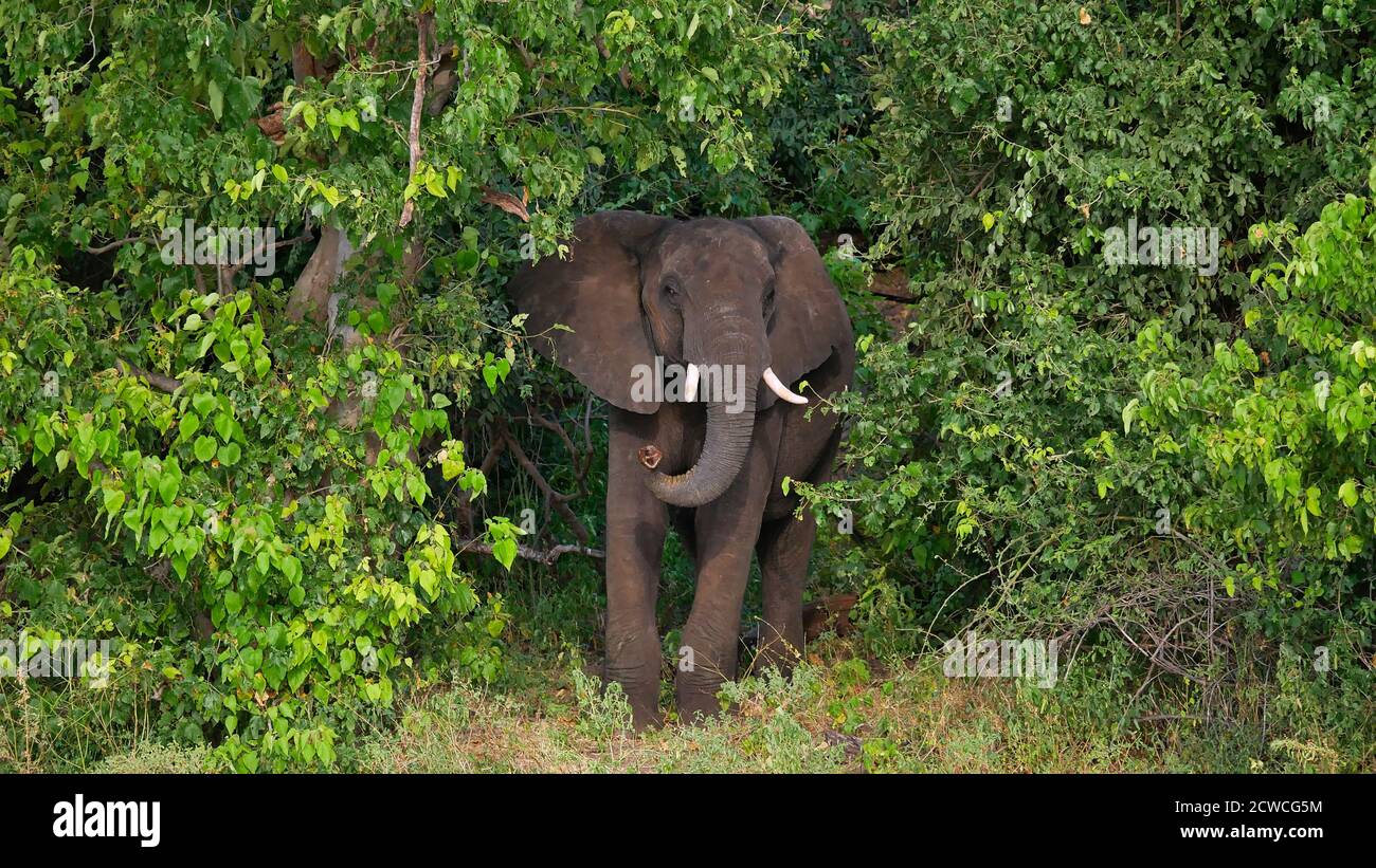 Vorderansicht des misstrauisch aussehenden afrikanischen Elefanten (loxodonta), der zwischen den Bäumen am Ufer des Chobe River erscheint, auf Bootssafari, Chobe NP. Stockfoto