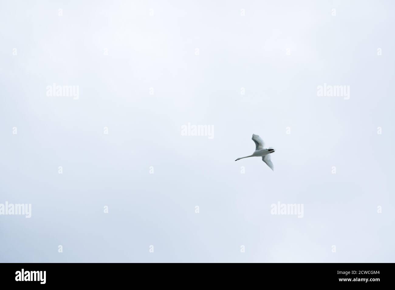 Ein einziger weißer Schwan, der allein durch einen weißen Lufthintergrund fliegt Stockfoto Ein einziger weißer Schwan, der allein durch einen weißen Lufthintergrund fliegt Stockfoto