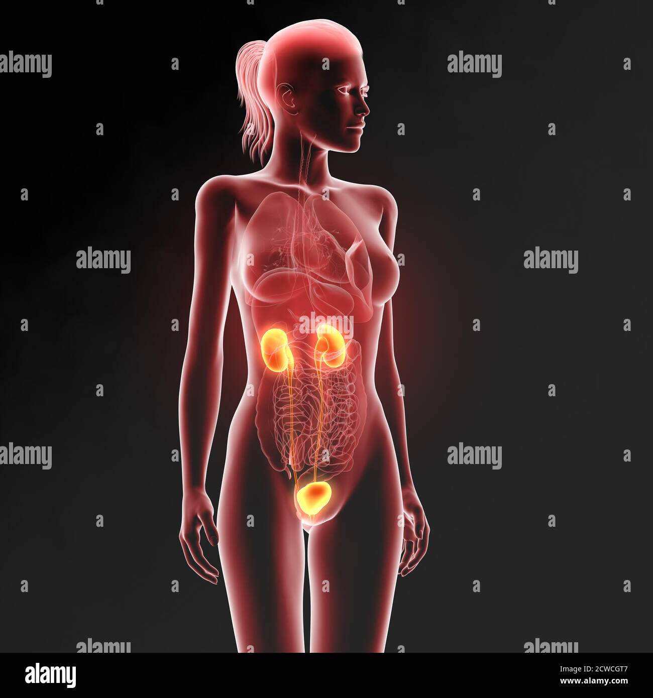 3D-Darstellung der weiblichen Harnwege mit Nieren, Blutgefäßen, Harnleiter und Harnblase Stockfoto