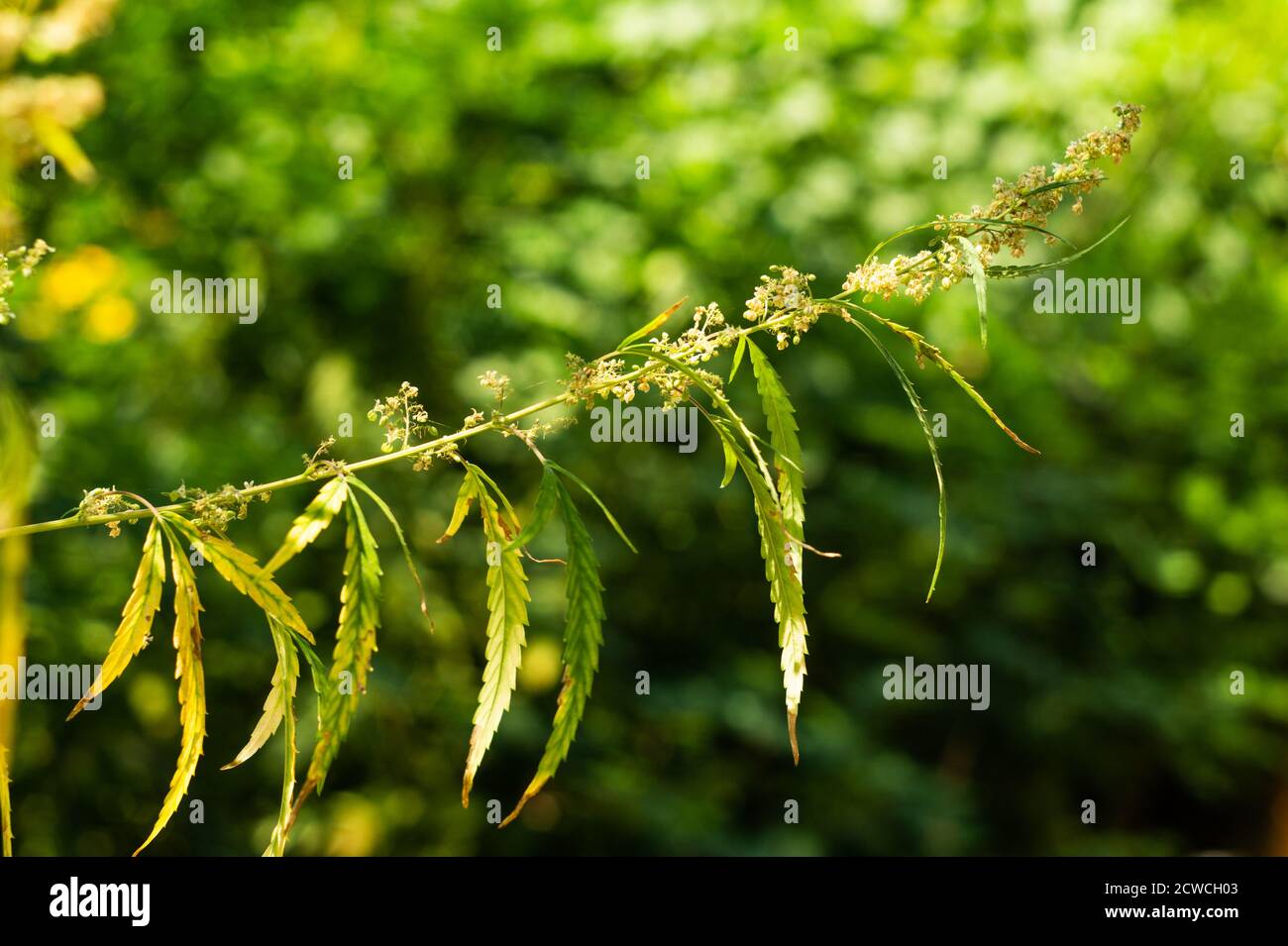 Blätter und Blütenstände von blühendem Hanf im Garten Stockfoto