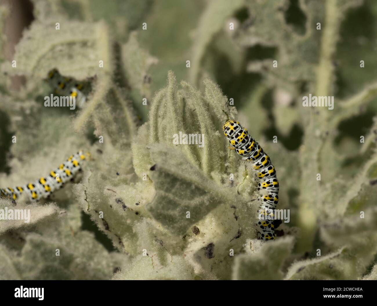 Mullein Moth Raupe, Shargacucullia verbasci, Fütterung von Blättern von Great Mullein, Verbascum thapsus, Worcestershire, UK. Stockfoto