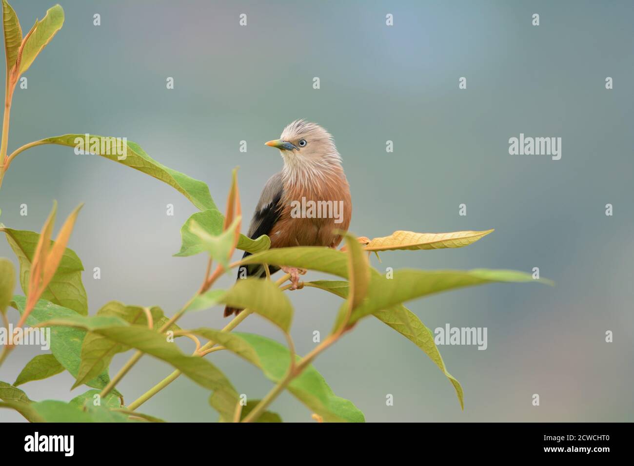 Vogel Kastanie Schwanz Star auf Baumspitze Stockfoto