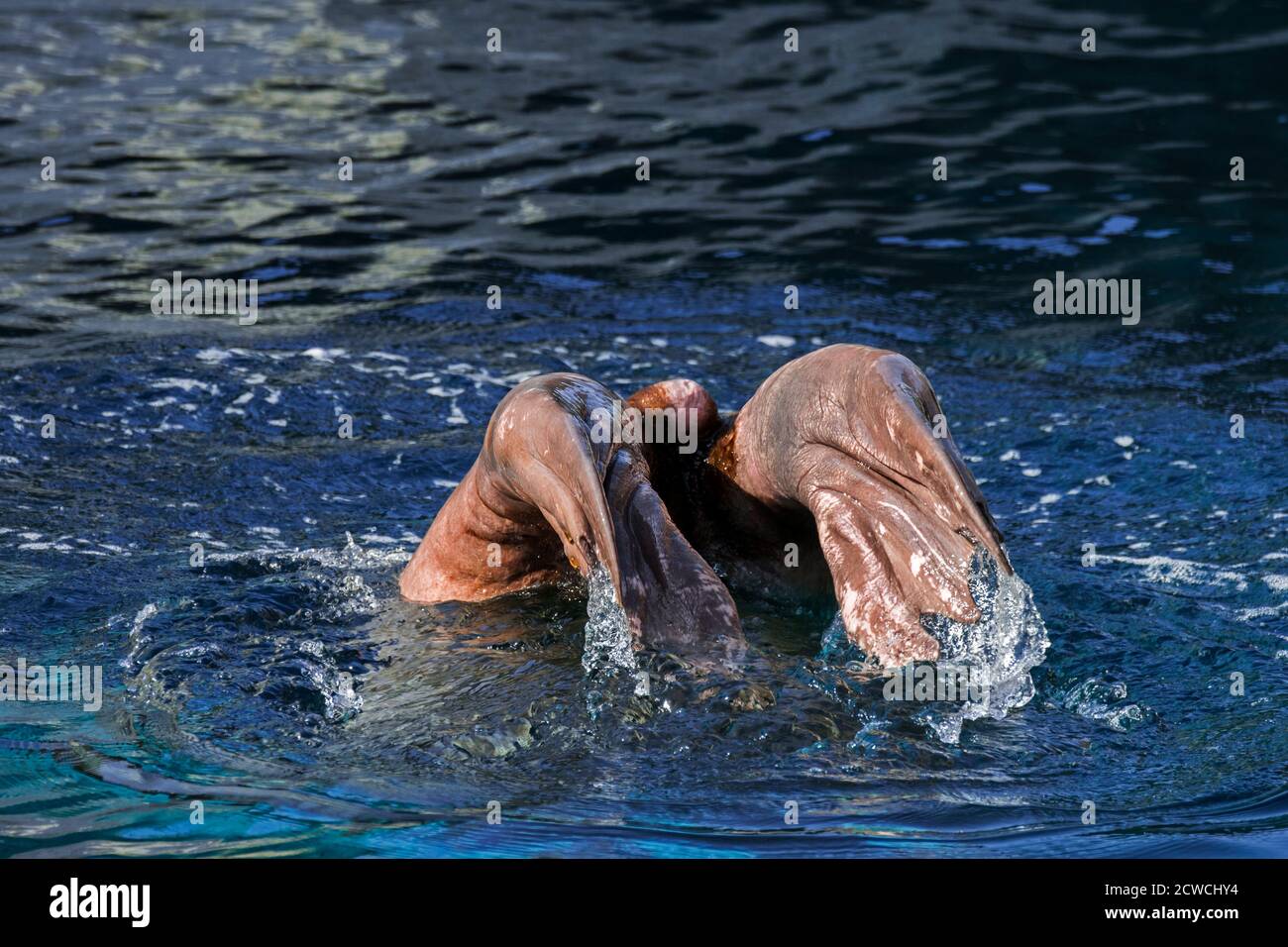 Walrus (Odobenus rosmarus) taucht und zeigt die hinteren Flossen Stockfoto