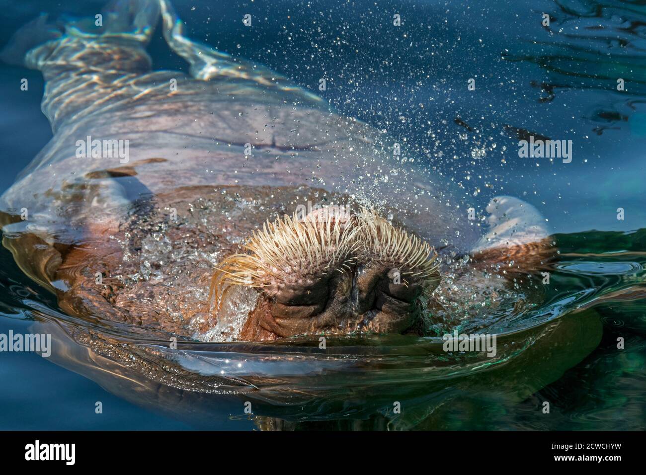 Walrus (Odobenus rosmarus), der beim Ausatmen den Bauch nach oben bläst und Schnurrhaare/Vibrissae zeigt Stockfoto