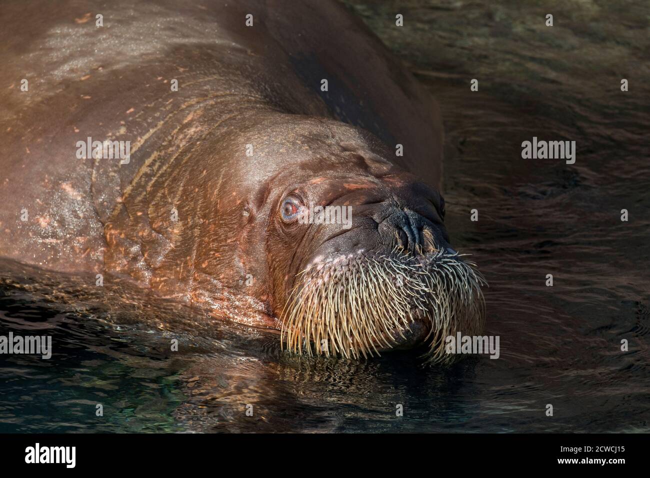 Walross (Odobenus rosmarus) im Wasser schwimmen, Nahaufnahme des Kopfes zeigt Schnurrhaare / Vibrissae Stockfoto