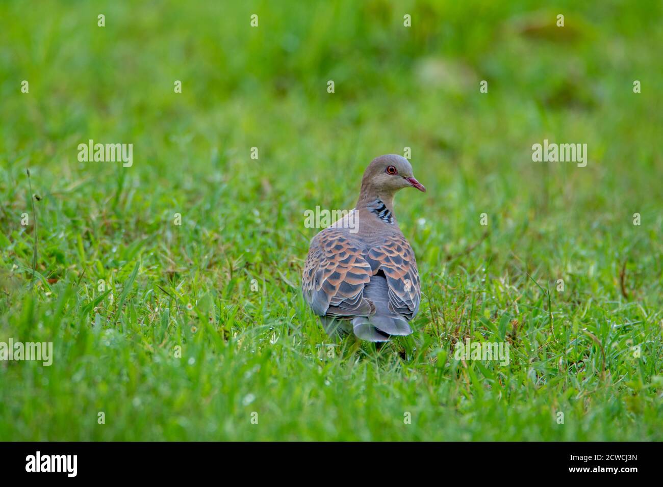 Vogel - Orientalische Schildkröte Taube auf grünem Gras Stockfoto