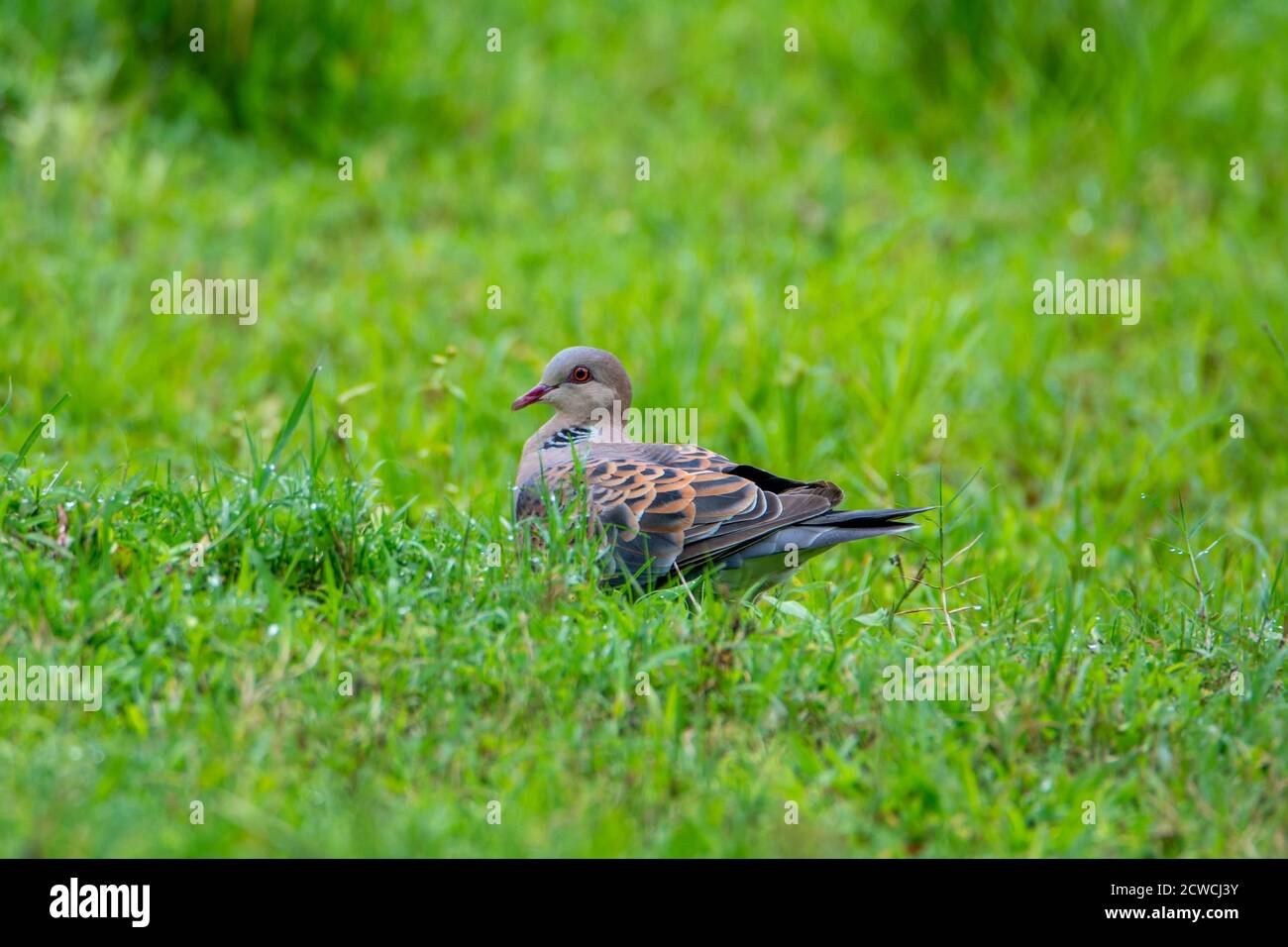 Vogel - Orientalische Schildkröte Taube auf grünem Gras Stockfoto