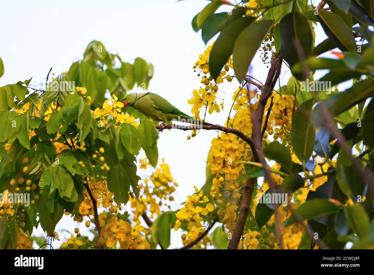 Grüner Papagei auf gelbem Blumenbaum Stockfoto