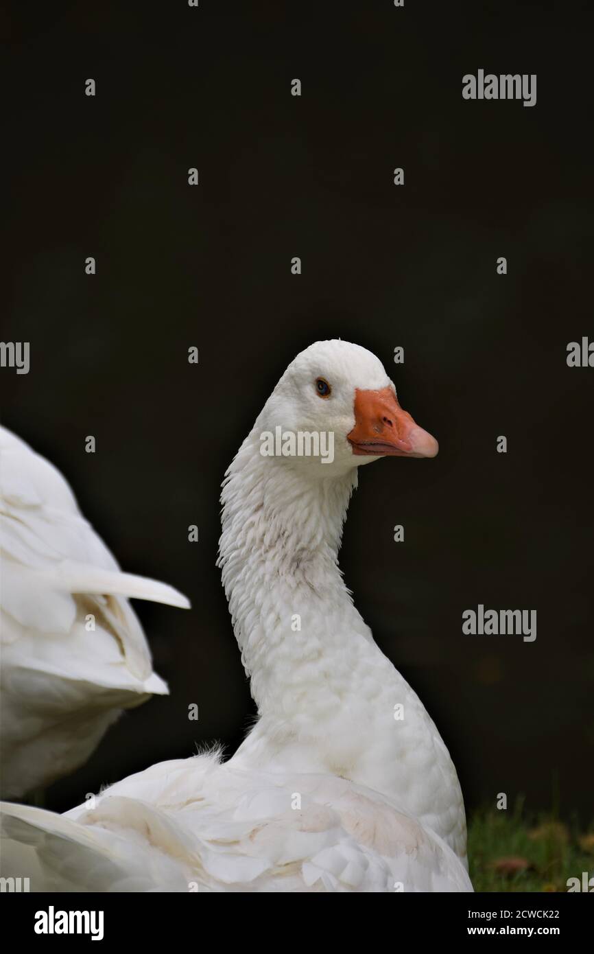 Ein weißer Gänsekopf mit blauen Augen und einer Orange Schnabel vor dunklem Hintergrund Stockfoto