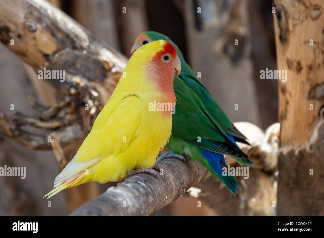 Zwei Papageien mit grünen und gelben Farben sitzen auf einem Ast. Verschwommener Hintergrund. Stock Foto Stockfoto