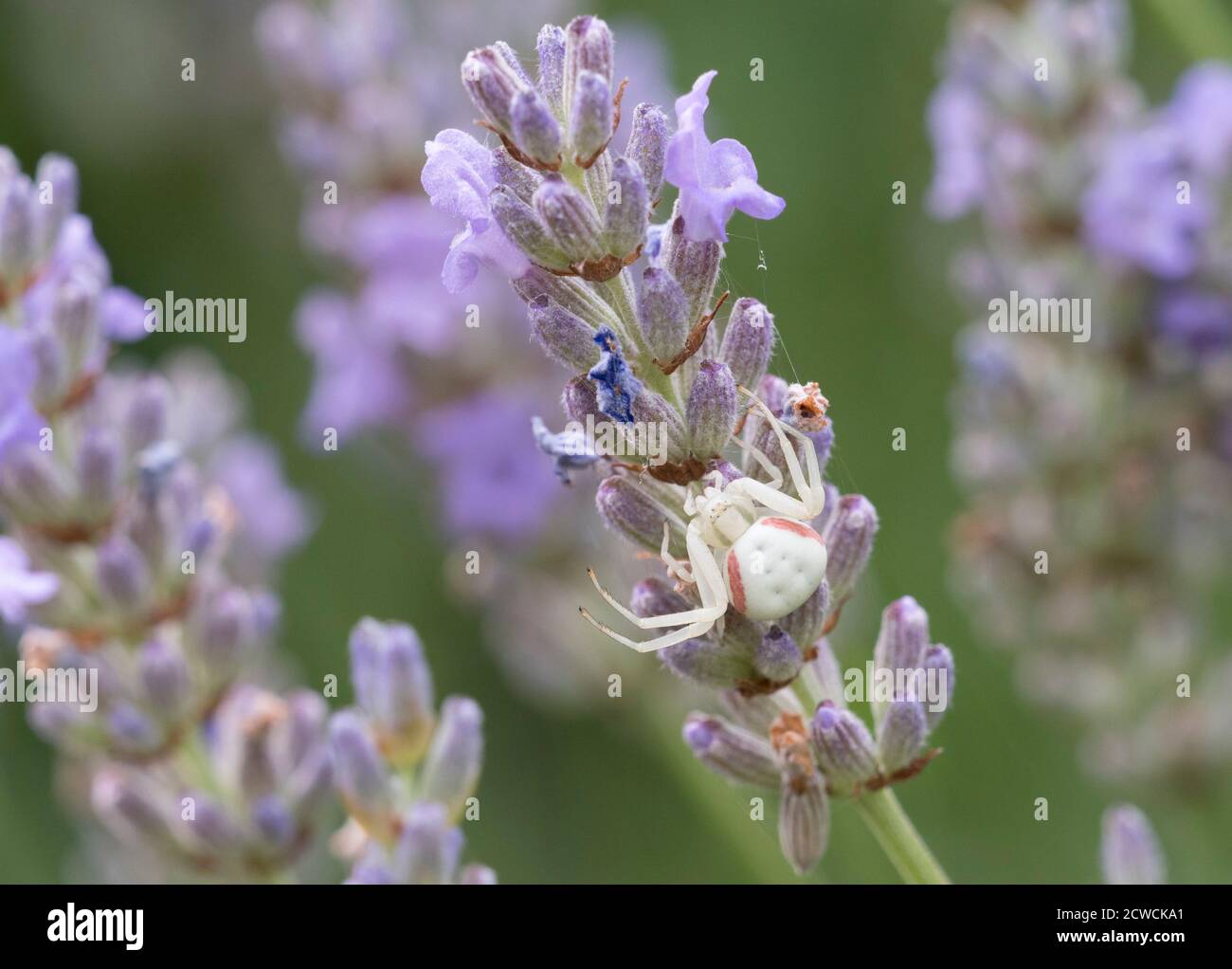 Pale Crab Spider, Misumena vatia, auf Lavendel, Essex, Großbritannien. Stockfoto