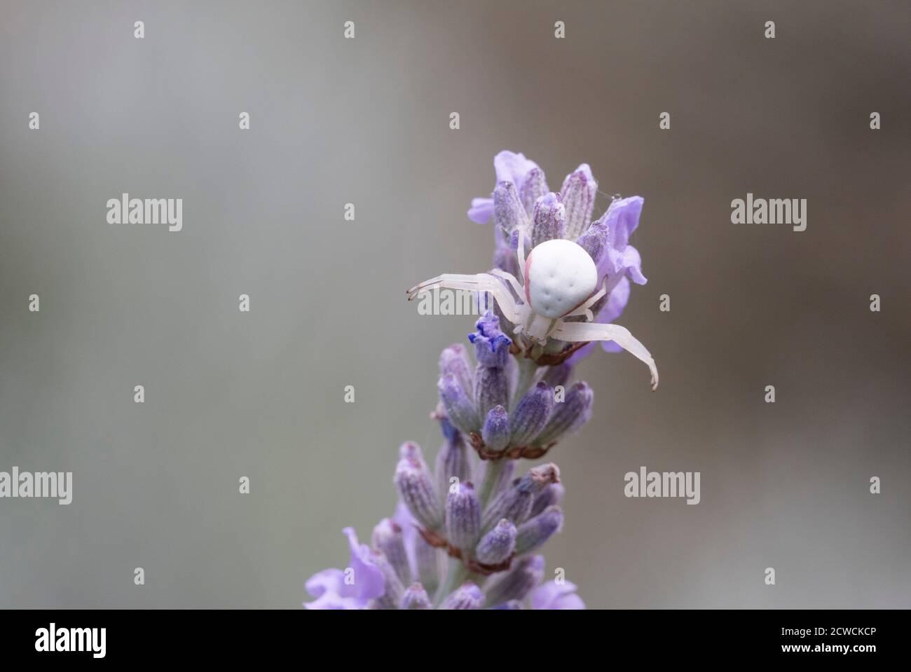 Pale Crab Spider, Misumena vatia, auf Lavendel, Essex, Großbritannien. Stockfoto