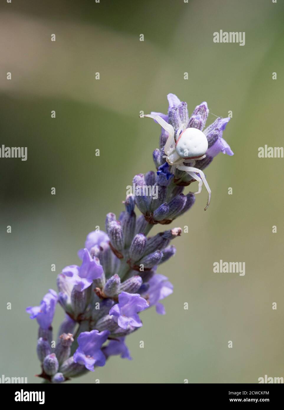 Pale Crab Spider, Misumena vatia, auf Lavendel, Essex, Großbritannien. Stockfoto