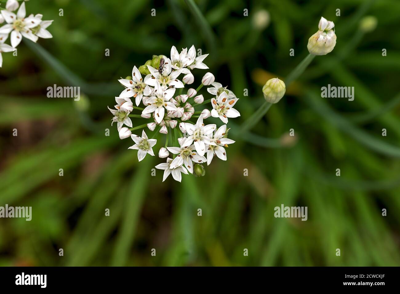 Blüten einer essbaren Pflanze von Allium tuberosum Stockfoto