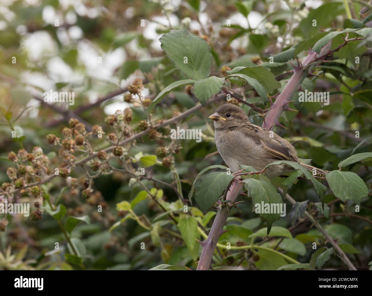 Haus Sparrow, Passer domesticus, Single juvenile thront auf Brambles. Worcestershire, Großbritannien. Stockfoto