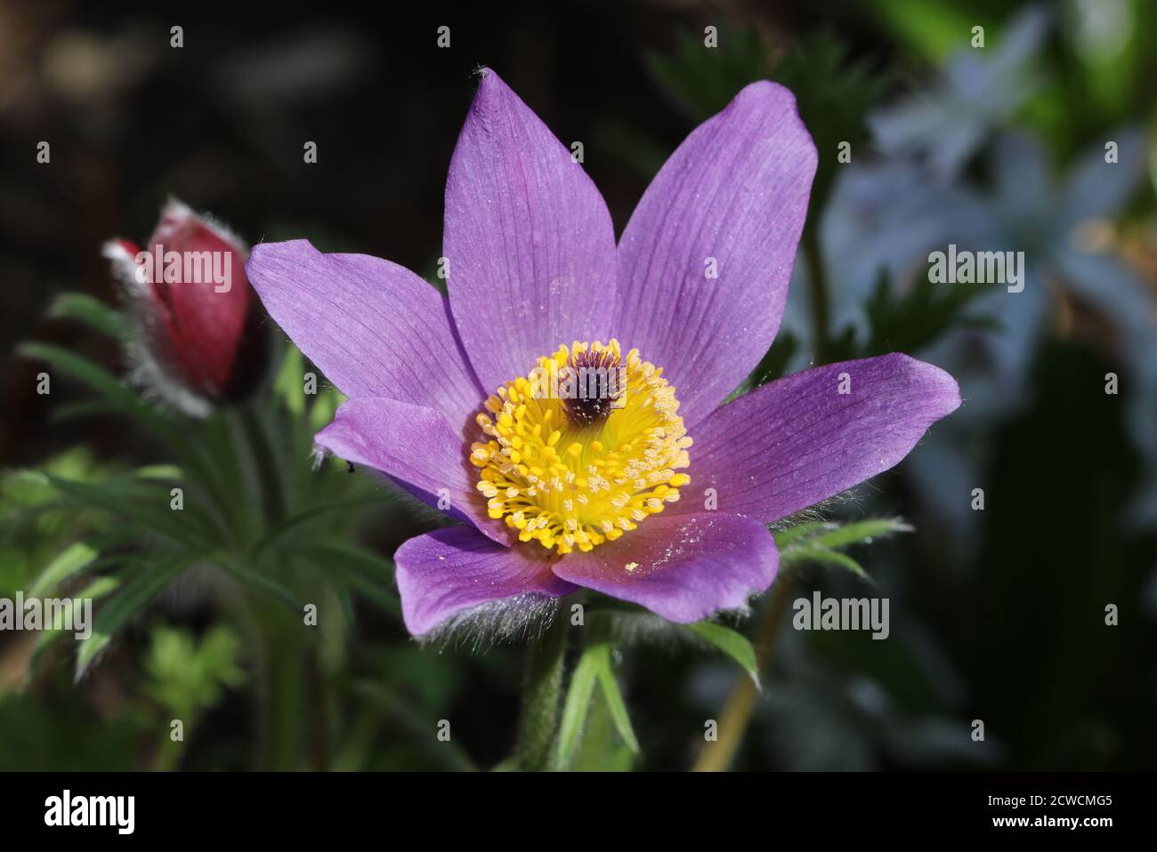 Lila pasque Blume mit gelben Mitte im Frühling Garten Makro Stockfoto