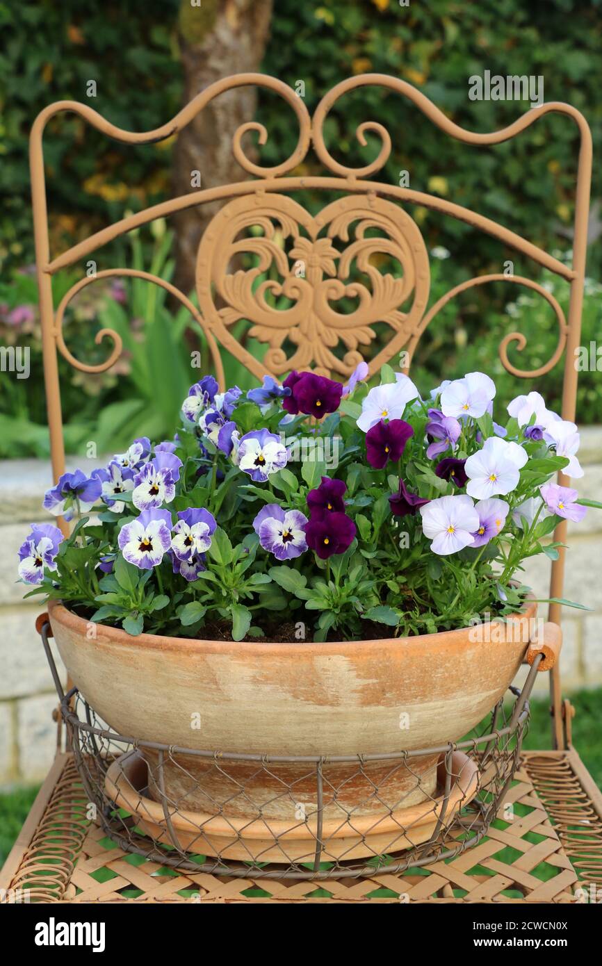 Violette Viola Blumen in Terrakotta Topf auf Gartenstuhl Stockfoto
