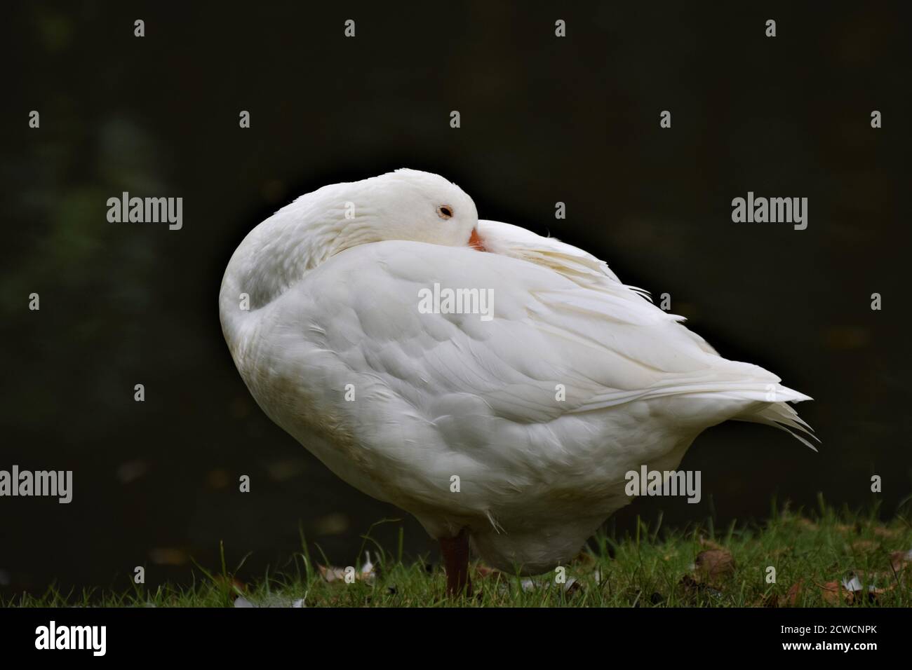 Seitenansicht auf einer verschlafenen weißen Gans gegen eine dunkle Hintergrund Stockfoto