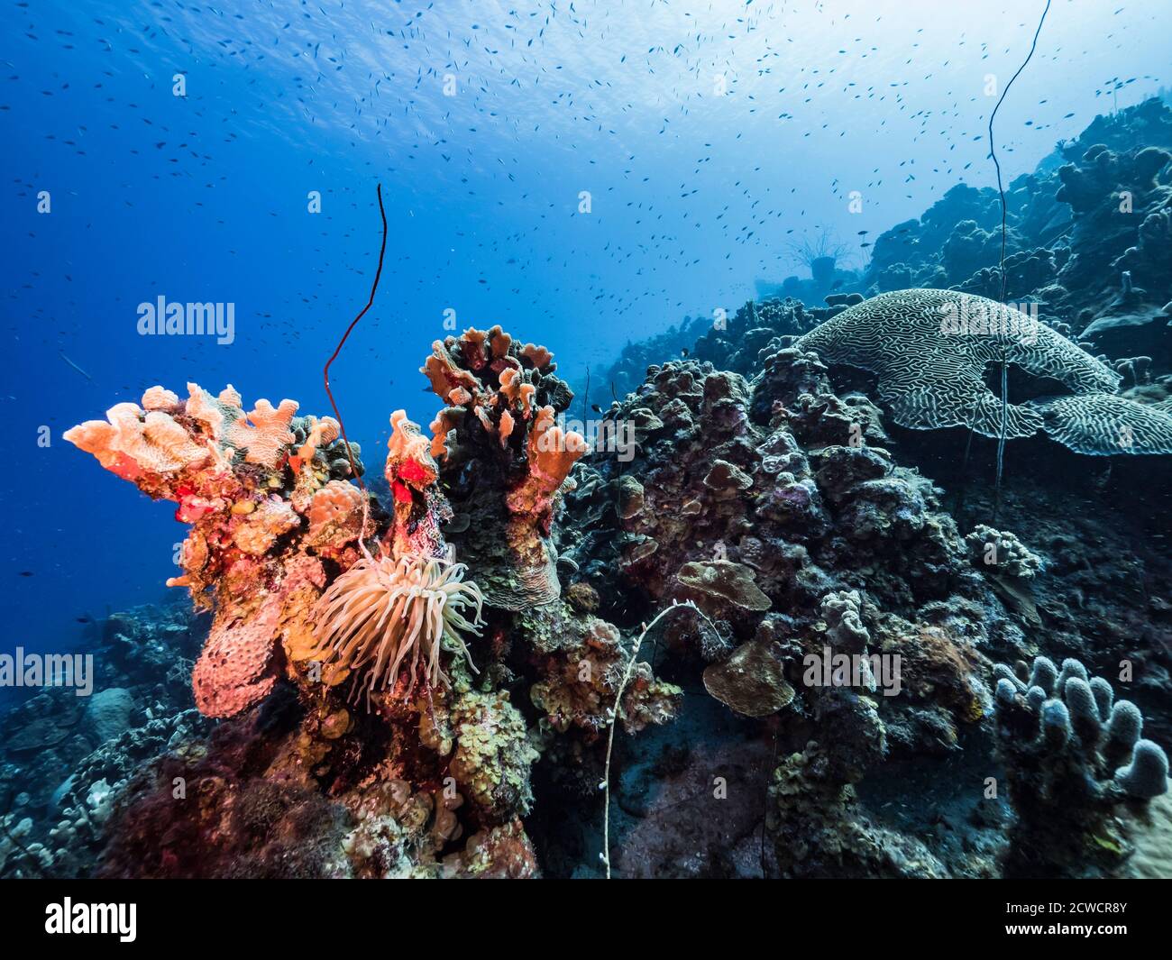 Seascape in türkisfarbenem Wasser von Korallenriff in der Karibik / Curacao mit Meer Anemone, Fisch, Korallen und Schwamm Stockfoto