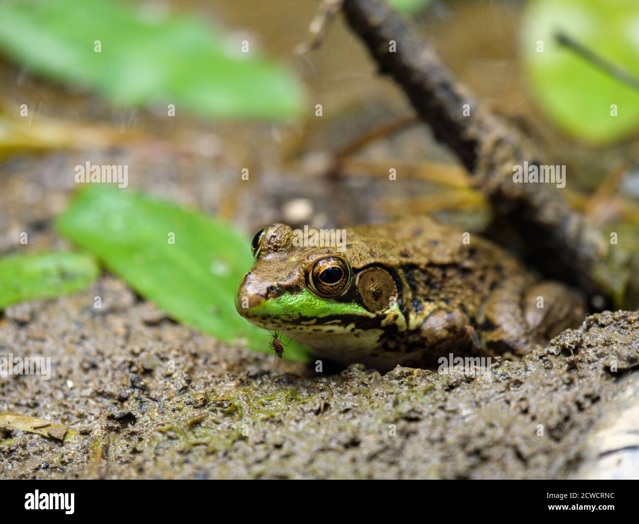 Grüner Frosch (Lithobates clamitans) mit Moskitobeißen am Kinn. Deer Grove Forest Preserve in der Nähe von Palatine, Illinois. Stockfoto