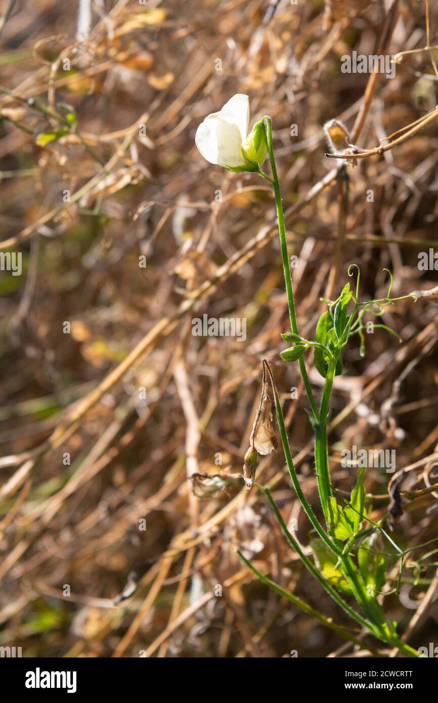 Süße Erbse - Lathyrus odoratus - Mrs Collier Pflanzen und Eine der restlichen Blüten - getrocknet und sterbend Das Ende der Vegetationsperiode Stockfoto