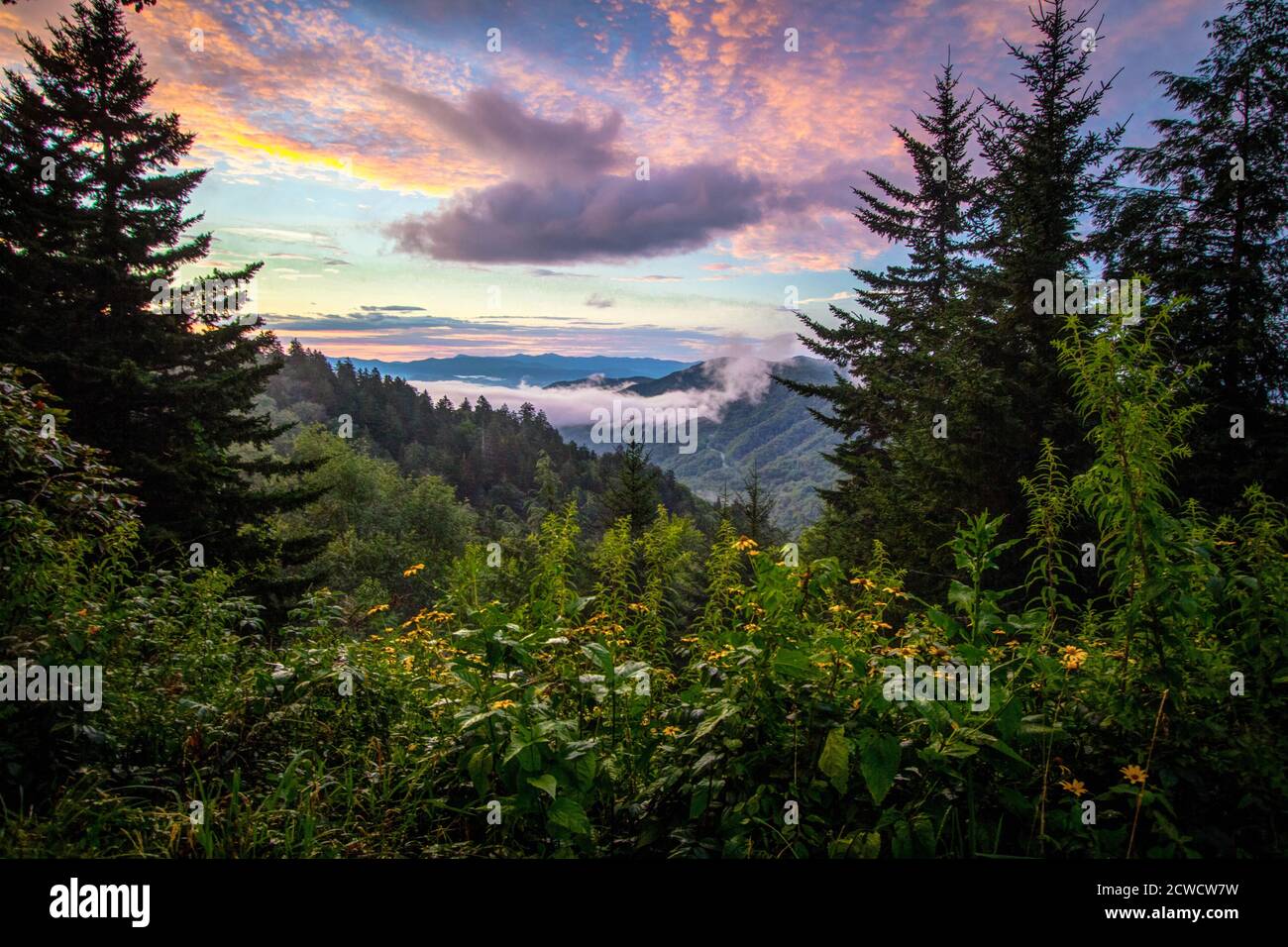 Tolle Smoky Mountains Sonnenaufgang Und Wildblumen. Smoky Mountain Sonnenaufgang mit Wildblumen im Vordergrund bei Newfound Gap in den Great Smoky Mountains Stockfoto