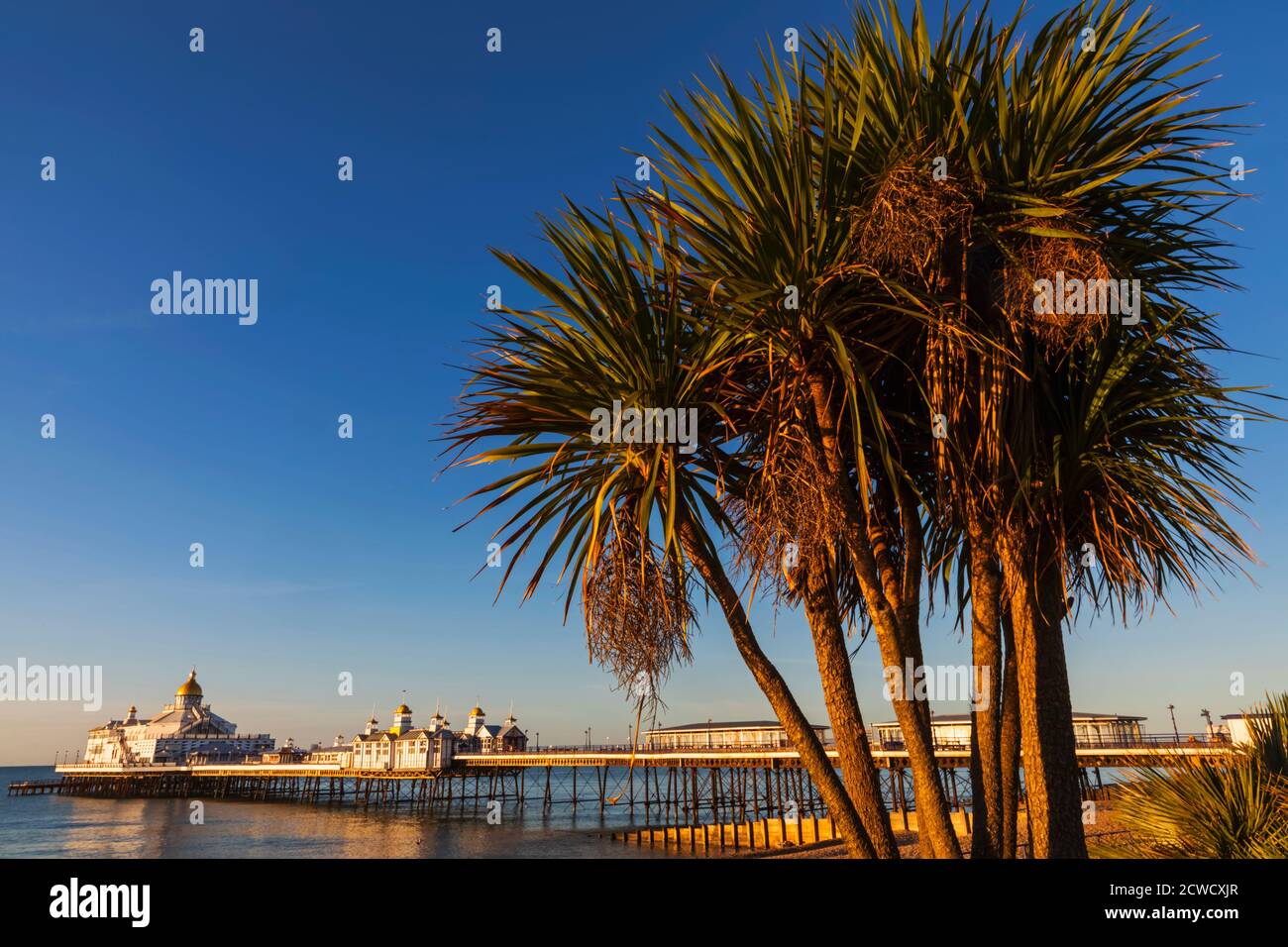 England, East Sussex, Eastbourne, Eastbourne Beach und Pier mit Palmen Stockfoto