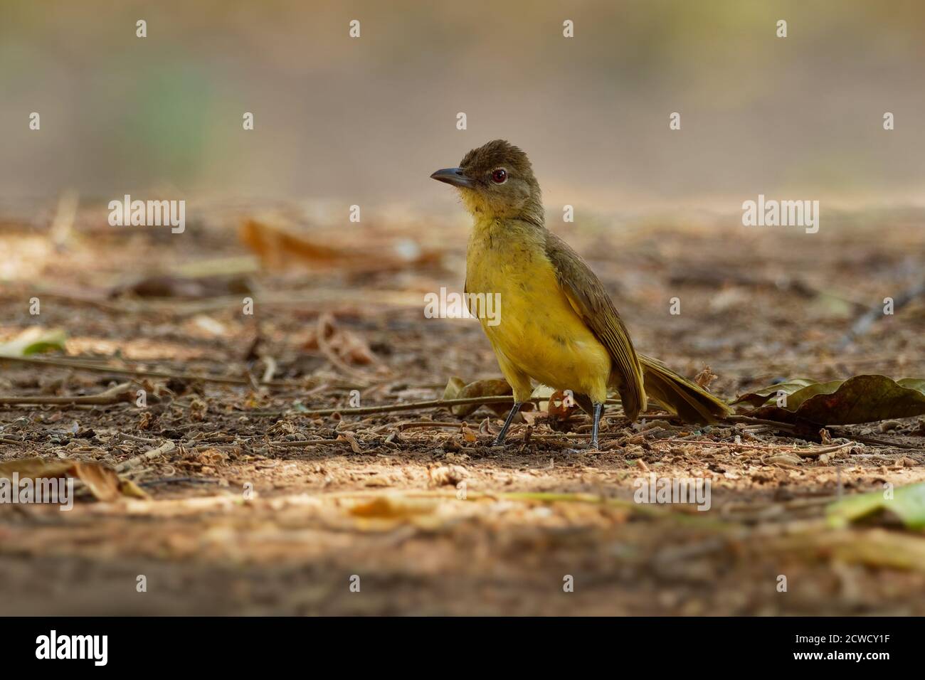 Chlorocichla flaviventris - Gelbbauchiger Greenbul songbird in bulbul Familie Pycnonotidae, gefunden in Ost-, Süd- und West-Zentralafrika, trocken f Stockfoto