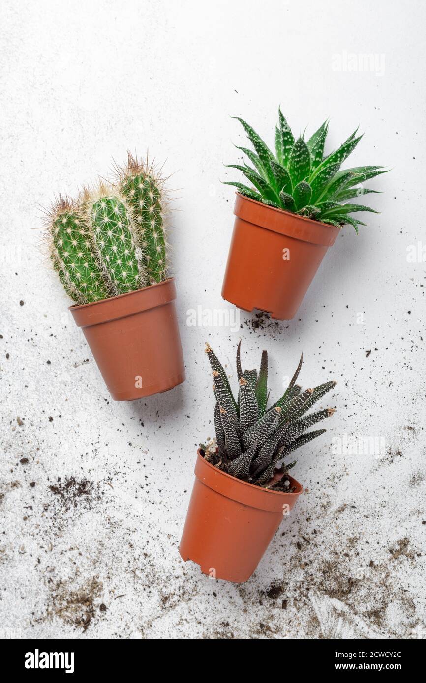 Verschiedene Sukkulenten in Töpfen auf dem Tisch. Pflanzentransplantation. Konzept der Indoor-Garten Haus - Bild Stockfoto