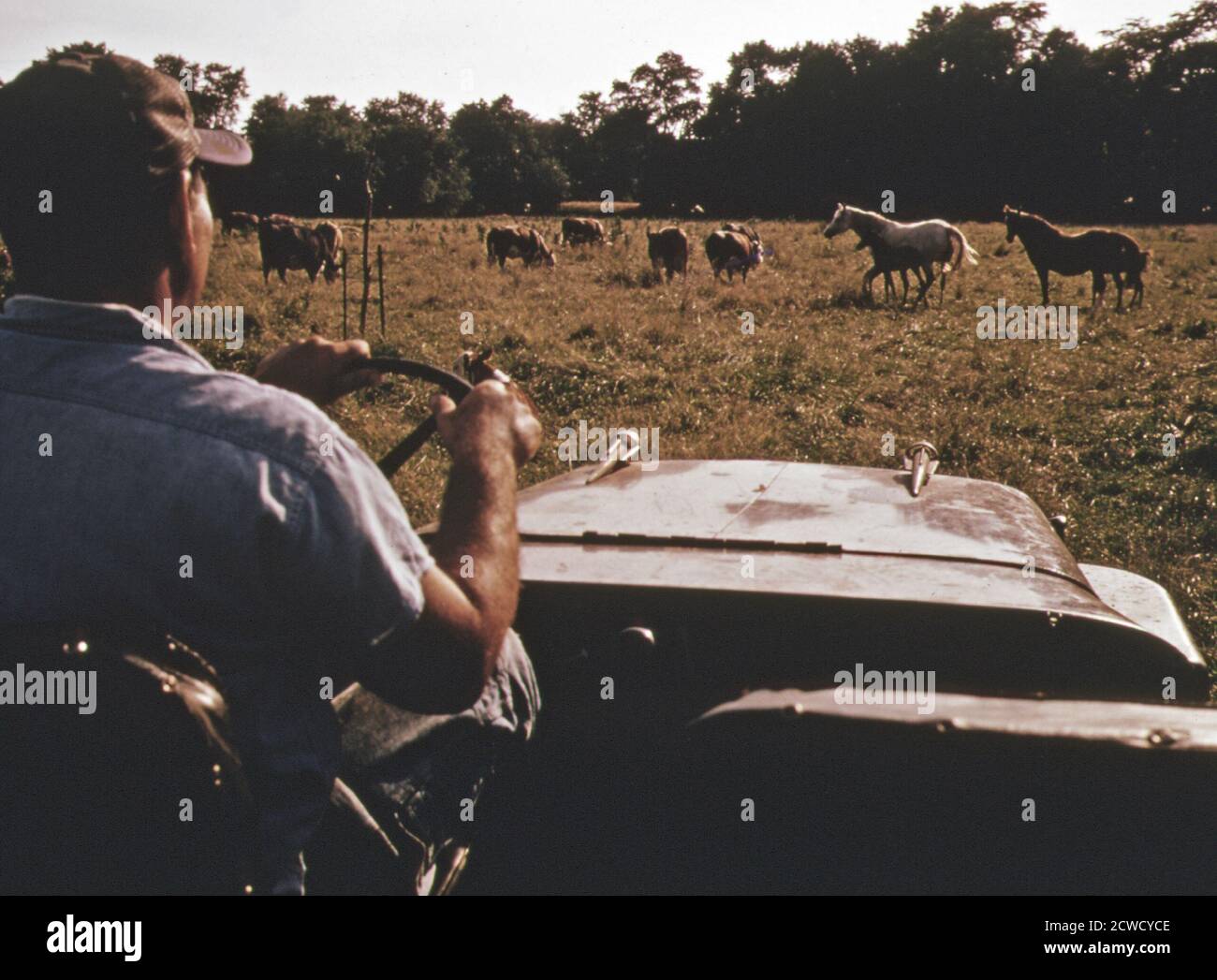 Farmer reist mit dem Jeep, um seine Rinderherde auf einer Farm in der Nähe von Somerville New Jersey zu überprüfen. Ca. Juli 1974 Stockfoto