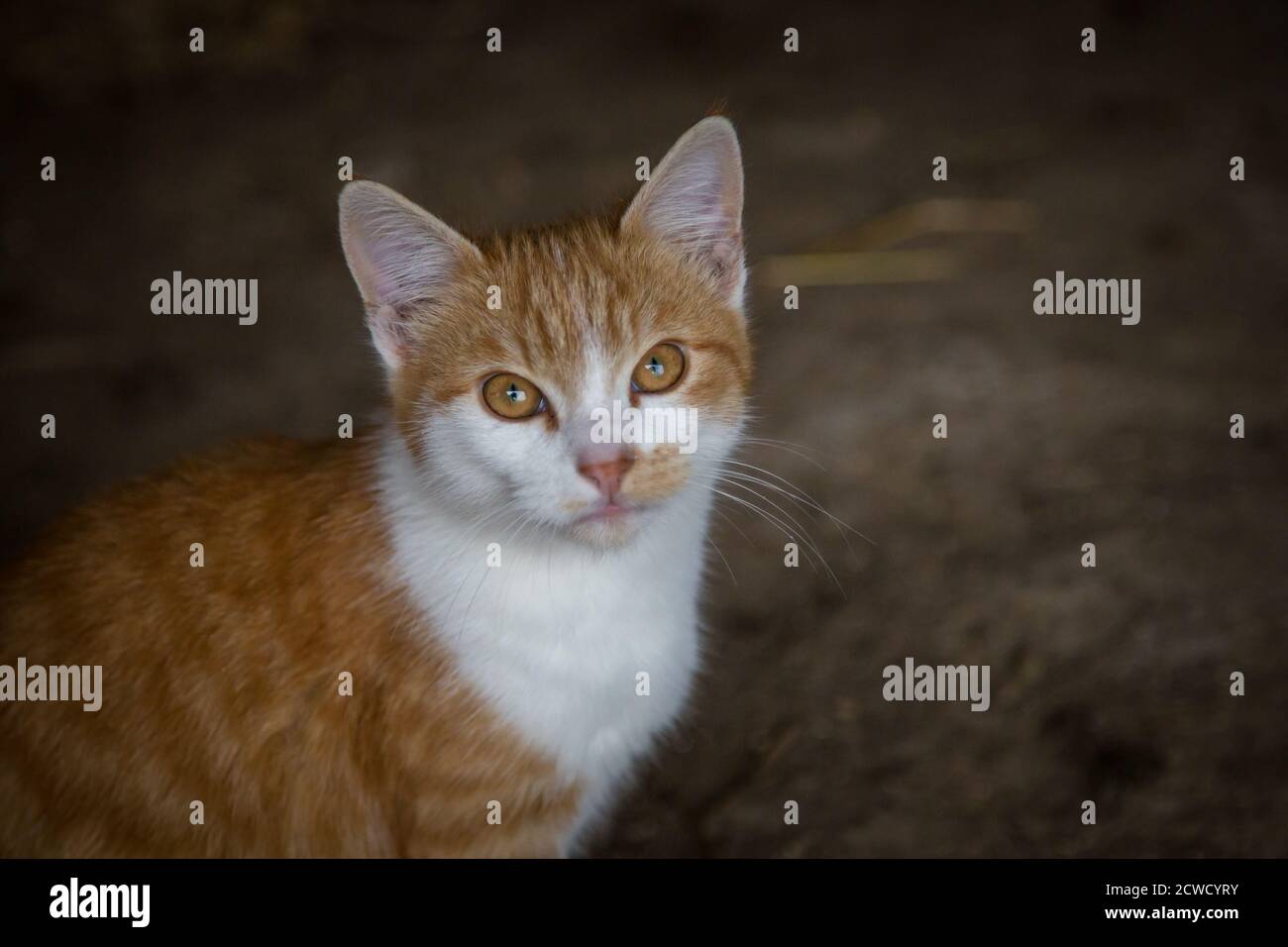 Rot gestromt junge kater Stockfoto