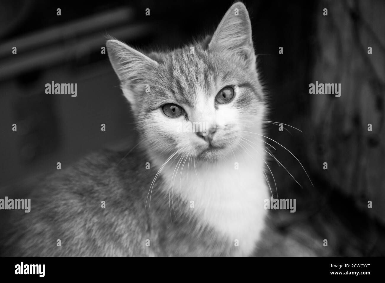 Schwarz-Weiß-Foto eines jungen tabby tom-Katze Stockfoto